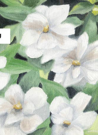 Thank you Floral Box Set of Greeting Cards