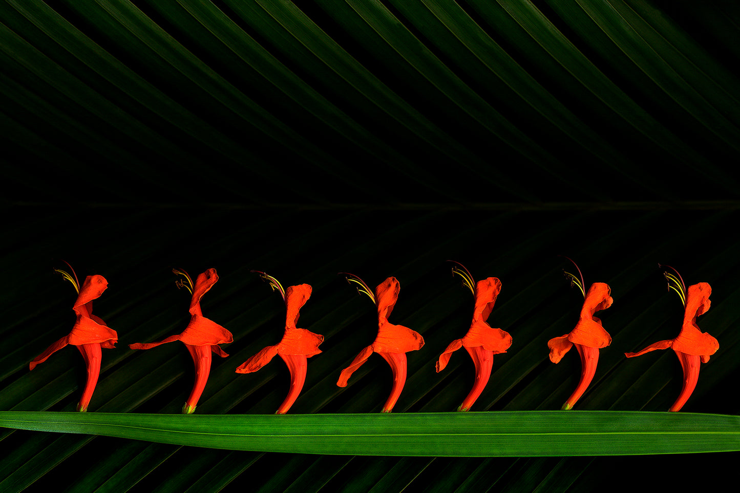 "Chorus Line", framed print 24"x18"