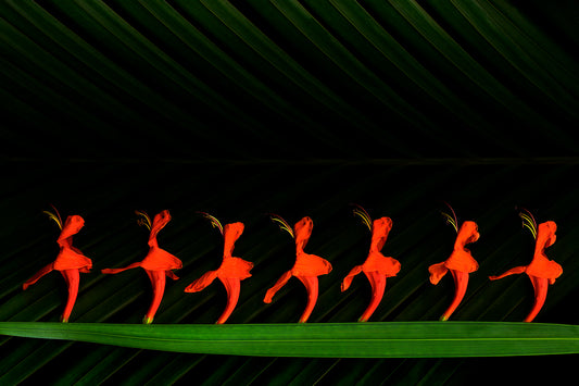 "Chorus Line", framed print 24"x18"